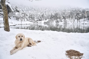 Σκύλος στο χιονισμένο τοπίο της λίμνης Μπελέτσι