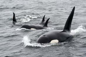 Η μητέρα όρκα θυσιάζεται για τα αρσενικά μικρά της, σύμφωνα με έρευνα για τις φάλαινες δολοφόνους που ζουν στον Βόρειο Ειρηνικό Ωκεανό.