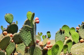 Κάκτοι αντικαθιστούν το χιόνι στις ελβετικές βουνοπλαγιές λόγω της παγκόσμιας θέρμανσης - Απειλούνται φυσικά καταφύγια και προστατευόμενες περιοχές.