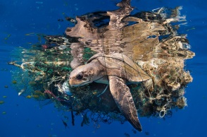 Underwater Photographer of the Year 2023: Ανακοινώθηκαν τα αποτελέσματα του διαγωνισμού φωτογραφίας - Το υπέροχο portfolio των ωκεανών.