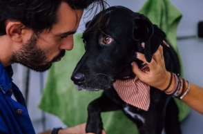 Bubble Van, περιποίηση και καλλωπισμός σκύλων