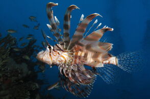 Λιοντόψαρο