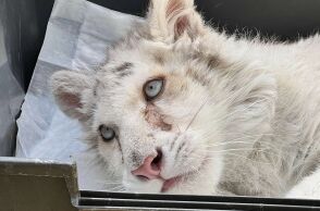 Λευκό τιγράκι