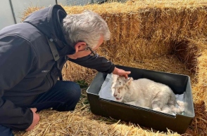 Λευκό τιγράκι