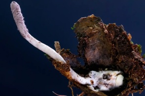 Νέο παρασιτικό μύκητα που προσβάλει αράχνες στο τροπικό δάσος του Ατλαντικού της Βραζιλίας ανακάλυψαν επιστήμονες -  Θυμίζει τα ζόμπι του «The Last of Us».