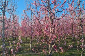 Βέροια -ανθισμένες ροδακινιές