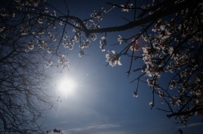 Άνοιξη - Αμυγδαλιά