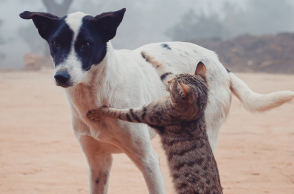 Αφιέρωμα: Παγκόσμια Ημέρα Αδέσποτων Ζώων, 4 Απριλίου