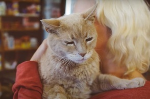 Σαν σήμερα 12 Απριλίου: Το 1997 γεννιέται ο Σταμπς, ο γάτος - δήμαρχος της πόλης Ταλκίτνα στην Αλάσκα - Η σταδιοδρομία του στη δημόσια διοίκηση.