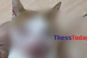 Κακοποιημένο γατάκι στη Θεσσαλονίκη