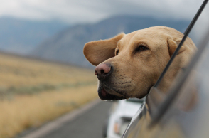 Σκύλος στο αυτοκίνητο