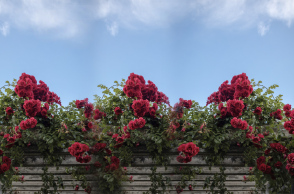 7 υποαλλεργικά λουλούδια για να φυτέψετε στον κήπο σας