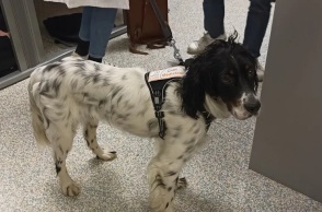 Η ιστορία του σκύλου Σνούπι, του αγγλικού σέτερ, που προσελήφθη στο Ινστιτούτο Κιουρί στο Παρίσι ως μέλος του νοσηλευτικού προσωπικού.