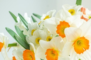 Εορτολόγιο: ένα μπουκέτο λουλούδια για τους εορτάζοντες