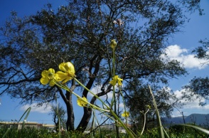 Λουλουδάκι και ελιά 