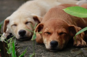 Άγνωστος τοποθέτησε φόλες στο Τυμπάκι Ηρακλείου με αποτέλεσμα να χάσουν τη ζωή τους πέντε σκυλιά - Εκπαιδευμένο σκυλί της Θηροφυλακής εντόπισε το δηλητήριο. 
