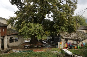 Υπουργείο Περιβάλλοντος: Σειρά μέτρων προστασίας για τα πλατάνια - Τι προβλέπουν τα μέτρα που θεσπίζονται με κανονισμούς της Ευρωπαϊκής Επιτροπής.