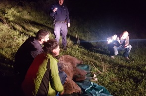 Ενήλικη αρκούδα απελευθερώθηκε από παράνομη θηλιά για αγριογούρουνα στον Πυργετό Λάρισας - Μάσησε σχεδόν όλο τον κορμό δέντρου για να απελευθερωθεί.