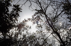Ακτίνες του ήλιου διακρίνονται πίσω από τα φύλλα δέντρων παραπέμποντας στη φράση «ήλιος με δόντια»