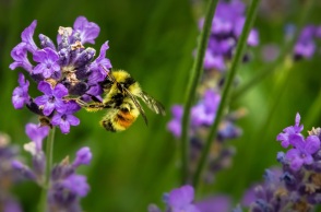 Greenpeace: Η Ευρωπαϊκή Ένωση εξάγει ετησίως πάνω από 10.000 τόνους απαγορευμένων, δολοφονικών για τις μέλισσες, φυτοφαρμάκων.