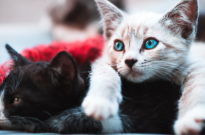 10 fun facts που δεν γνώριζες για τις γάτες