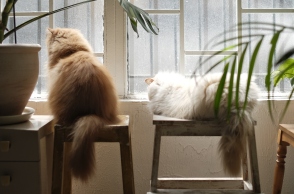 Γάτες: Οι τρόποι που περιποιούνται τον εαυτό τους και φροντίζουν το τρίχωμά τους.