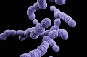 Εργαστηριακή απεικόνιση του στρεπτόκοκκου