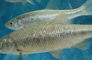 Ψάρι γκιζάνι: Ζει στα γλυκά νερά της Ρόδου και κατορθώνει να επιβιώνει παρά τους κινδύνους που αντιμετωπίζει - Τα νομοθετικά μέτρα για την προστασία του.
