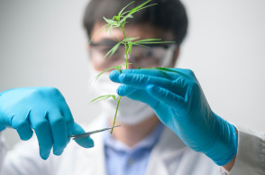  Φαρμακευτική κάνναβη. 