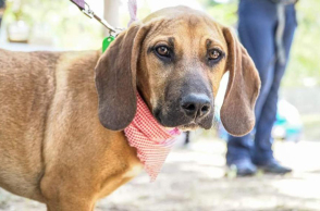 «Γιορτή Υιοθεσίας Αδέσποτων» στο Νέο Ψυχικό