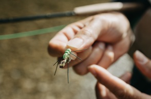 ΗΠΑ: Πέντε κρούσματα ελονοσίας στη Φλόριντα και το Τέξας - τα πρώτα εδώ και 20 χρόνια που διαγνώστηκαν στη χώρα - Οι επιπτώσεις της νόσου.