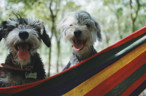 Δύο σκυλάκια. 