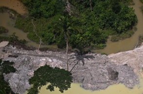 Αμαζόνιος - Δέντρα