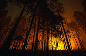Τα δάση καίγονται το χειμώνα