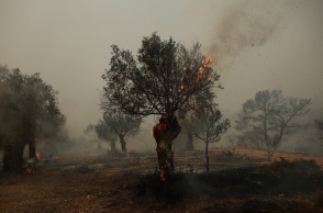 Κλαδιά δέντρου καίγονται 