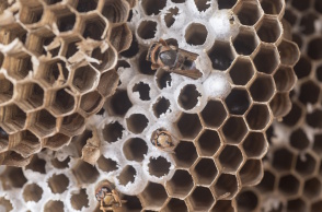 Σφίγγες, μια σουρεαλιστική προσέγγιση.