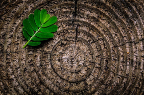 Ο νέος ευρωπαϊκός Κανονισμός δεν επαρκεί για να σταματήσει την καταστροφή των τροπικών δασών