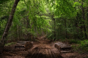 Δάσος Βαρβάρας Χαλκιδικής όπου ανθεί η υλοτομική δραστηριότητα