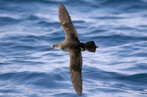 Τα έξι θαλασσοπούλια που πετούν πάνω από τις ελληνικές θάλασσες.