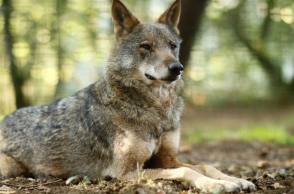 Ισπανία: Ο Ιβηρικός λύκος αφανίστηκε στην περιοχή της Ανδαλουσίας 