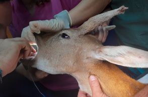 Φωτιά στη Ρόδο: Χειρουργήθηκε με επιτυχία το νεαρό ελαφάκι που διασώθηκε από τις φλόγες - Η μεταφορά στην Αθήνα και η παροχή ιατρικής φροντίδας.