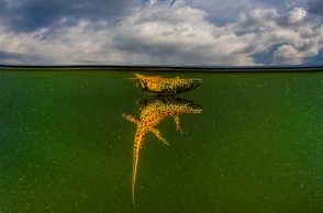 Νίκος Σαμαράς