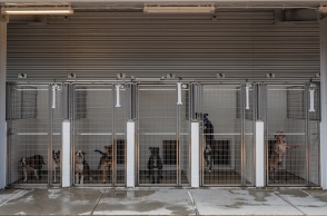 Κατοικίδια ζώα: Η ανθρώπινη παραμέληση, η μεγάλη ευθύνη και οι απόψεις ειδικών για την καλή διαβίωσή τους