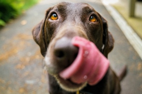 Δροσερές συνταγές smoothie για τον σκύλο μας.