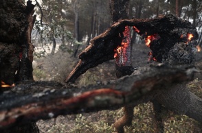 Δέντρο παραδομένο στις φλόγες