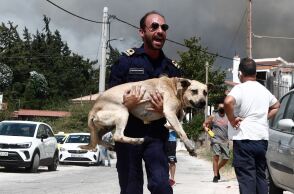 Διάσωση ζώων από τις φωτιές