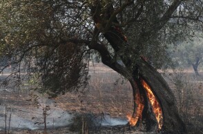 Μαίνεται η πυρκαγιά στον Έβρο, αναζωπυρώσεις και στη Ροδόπη - Ενεργές καύσεις σε Πάρνηθα και Βοιωτία
