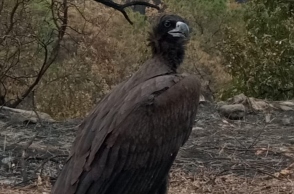 Μαυρόγυπας στα καμένα, στο δάσος της Δαδιάς