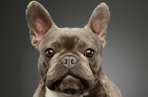 Ολλανδία: Πρόστιμο 3.000 ευρώ σε εκτροφέα σκύλων επειδή τα μπουλντόγκ του είχαν υπερβολικά πλακουτσωτή μύτη - Ανέπνεαν ακανόνιστα.