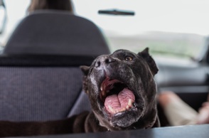 Βρετανία: Μέχρι το τέλος του χρόνου θα απαγορεύσει τους σκύλους American XL bully, λέει ο πρωθυπουργός Σούνακ, μετά το θάνατο ενός ακόμη ανθρώπου.